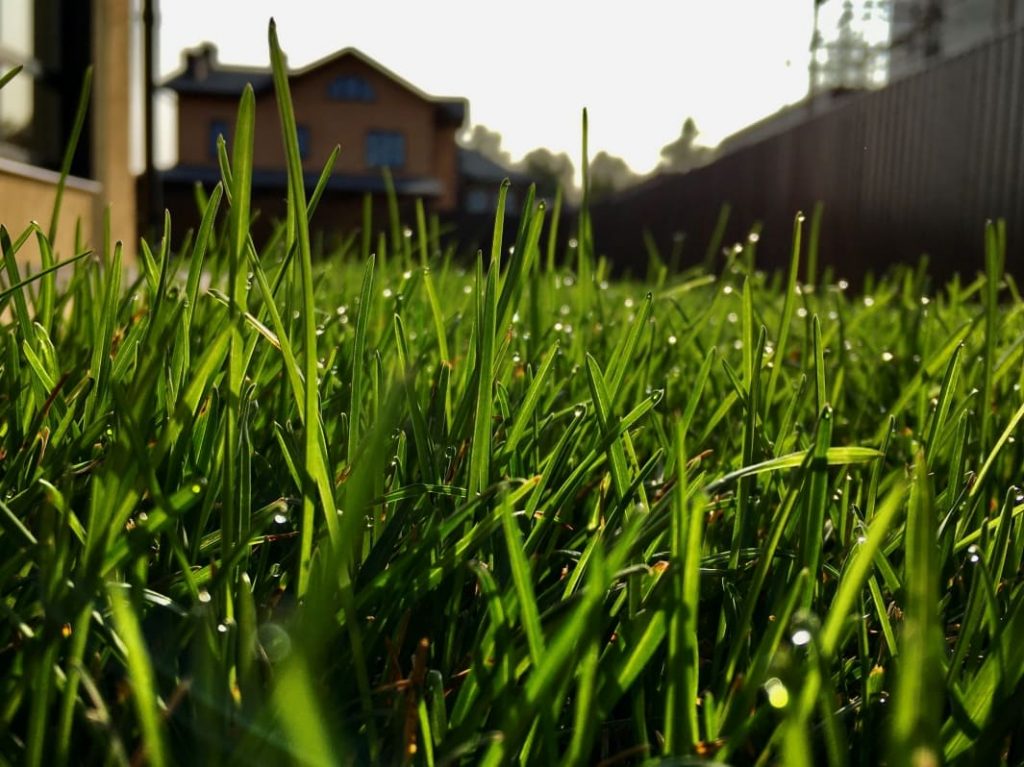 Jenis Rumput untuk Halaman Rumah